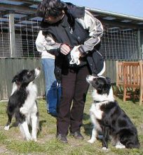 Border Collie hvalpe hos Kennel Solfari