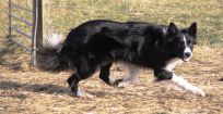 Border Collie hvalpe hos Kennel Solfari