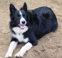 Border Collie hvalpe hos Kennel Solfari