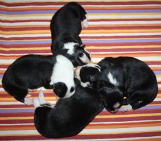 border collie hvalpe