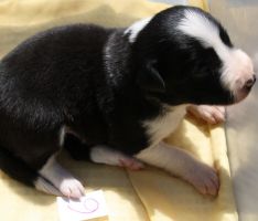 Border Collie hvalpe hos Kennel Solfari