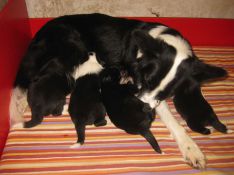 border collie hvalpe