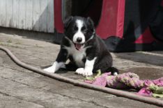 Border Collie hvalpe