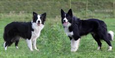 Border Collie hvalpe til salg