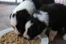 Border collie hvalpe