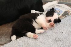 Border Collie hvalpe til salg