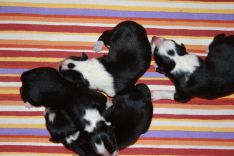 border collie hvalpe