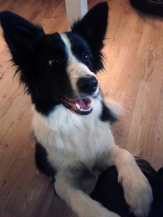 Border Collie hvalpe