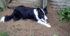 border collie hvalpe