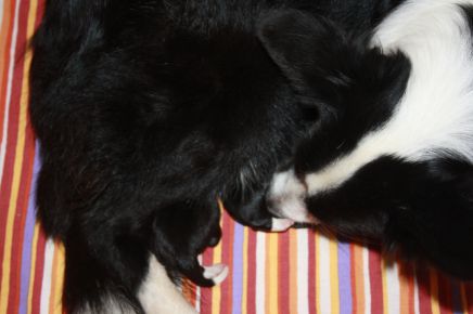 border collie hvalpe