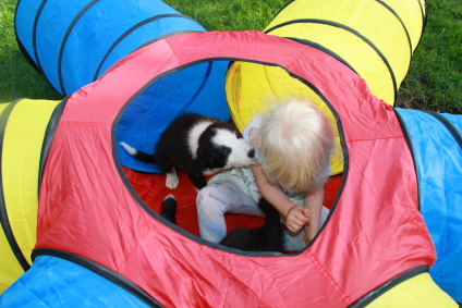 Border Collie hvalpe til salg
