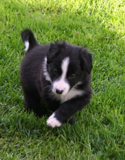 Border Collie hvalpe til salg