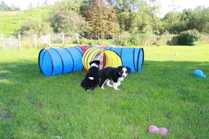 Border Collie hvalpe til salg.