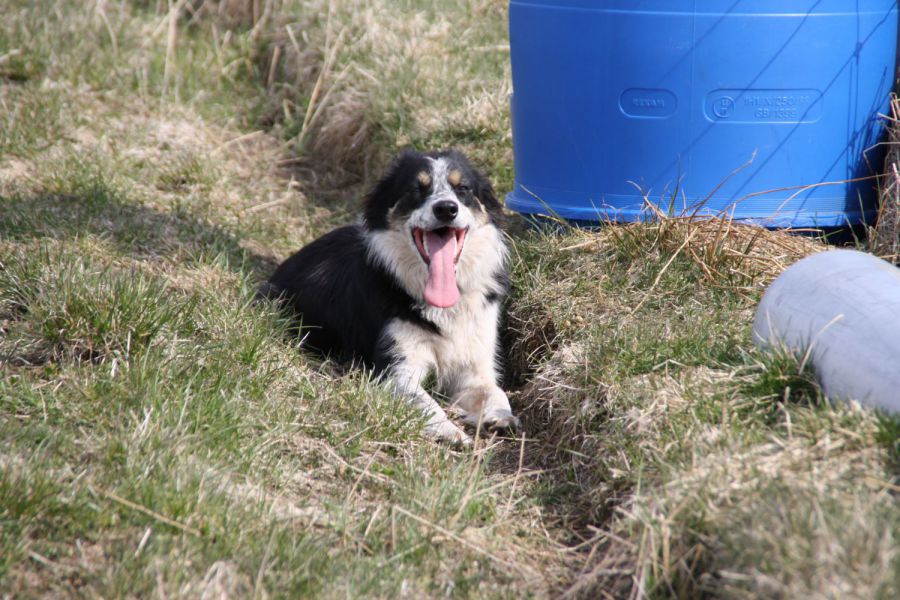 Border Colliehvalpe lige nu hos Kennel Solfari